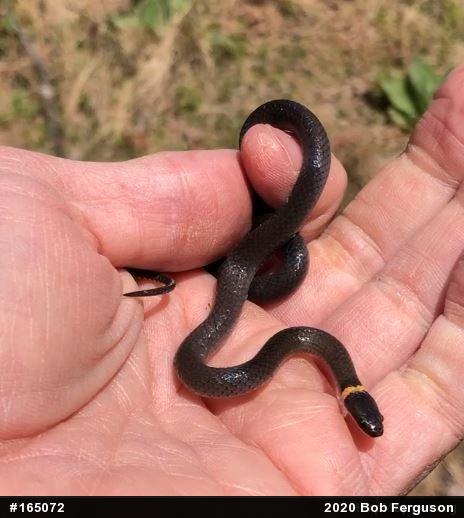 Northern Ring-necked Snake