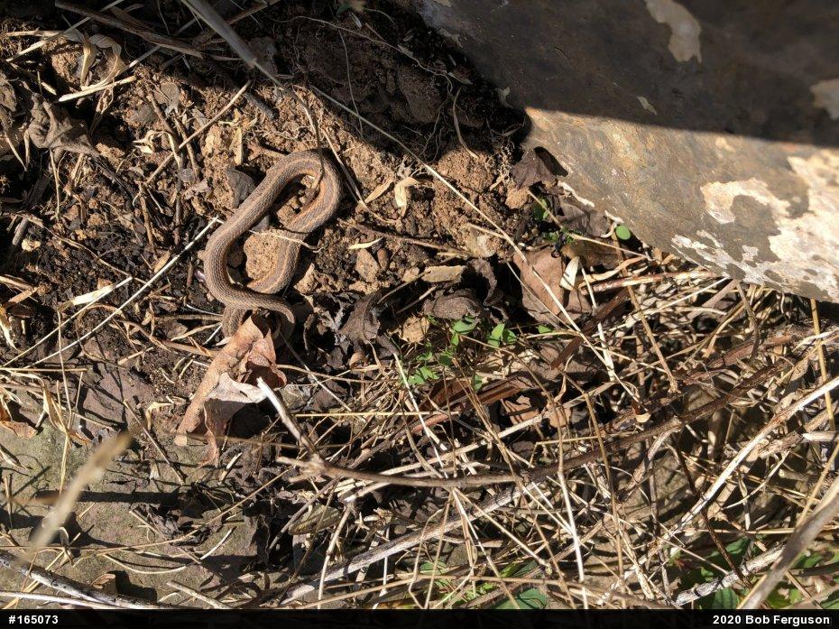 Eastern Gartersnake