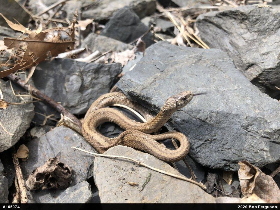 Dekay's Brownsnake