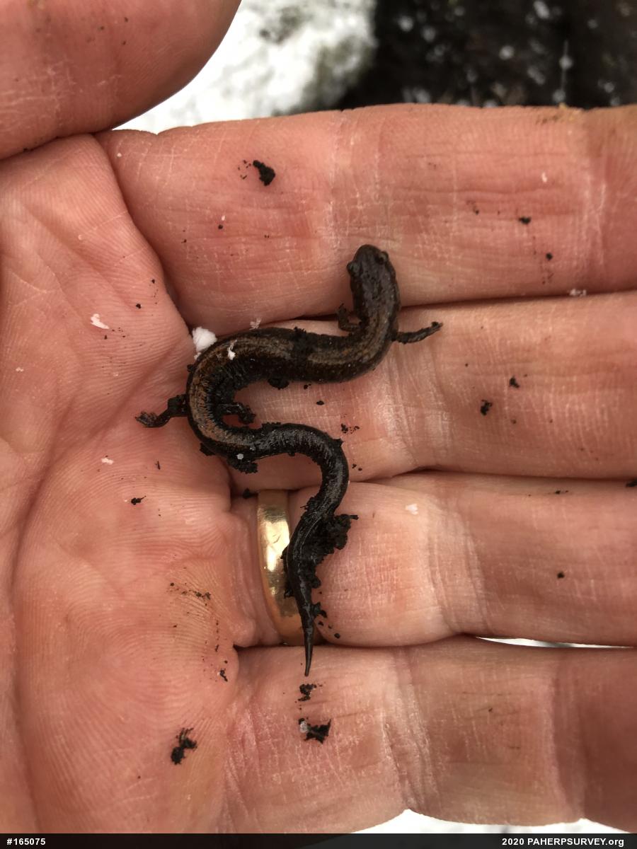 Eastern Red-backed  Salamander