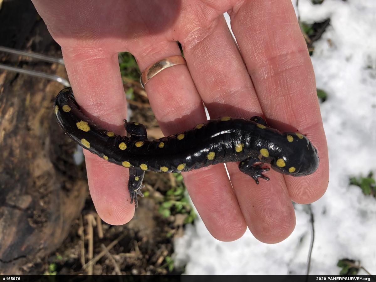 Spotted Salamander
