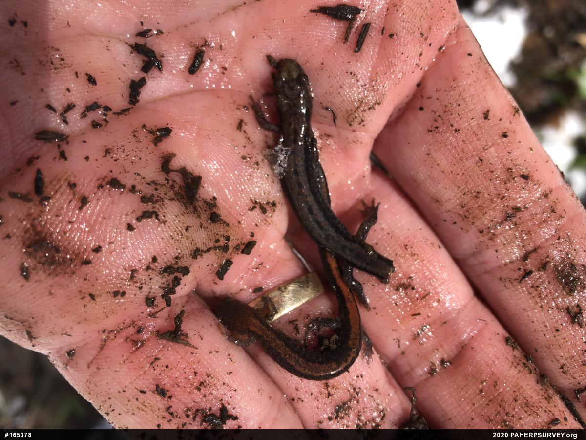 Allegheny Mountain Dusky Salamander