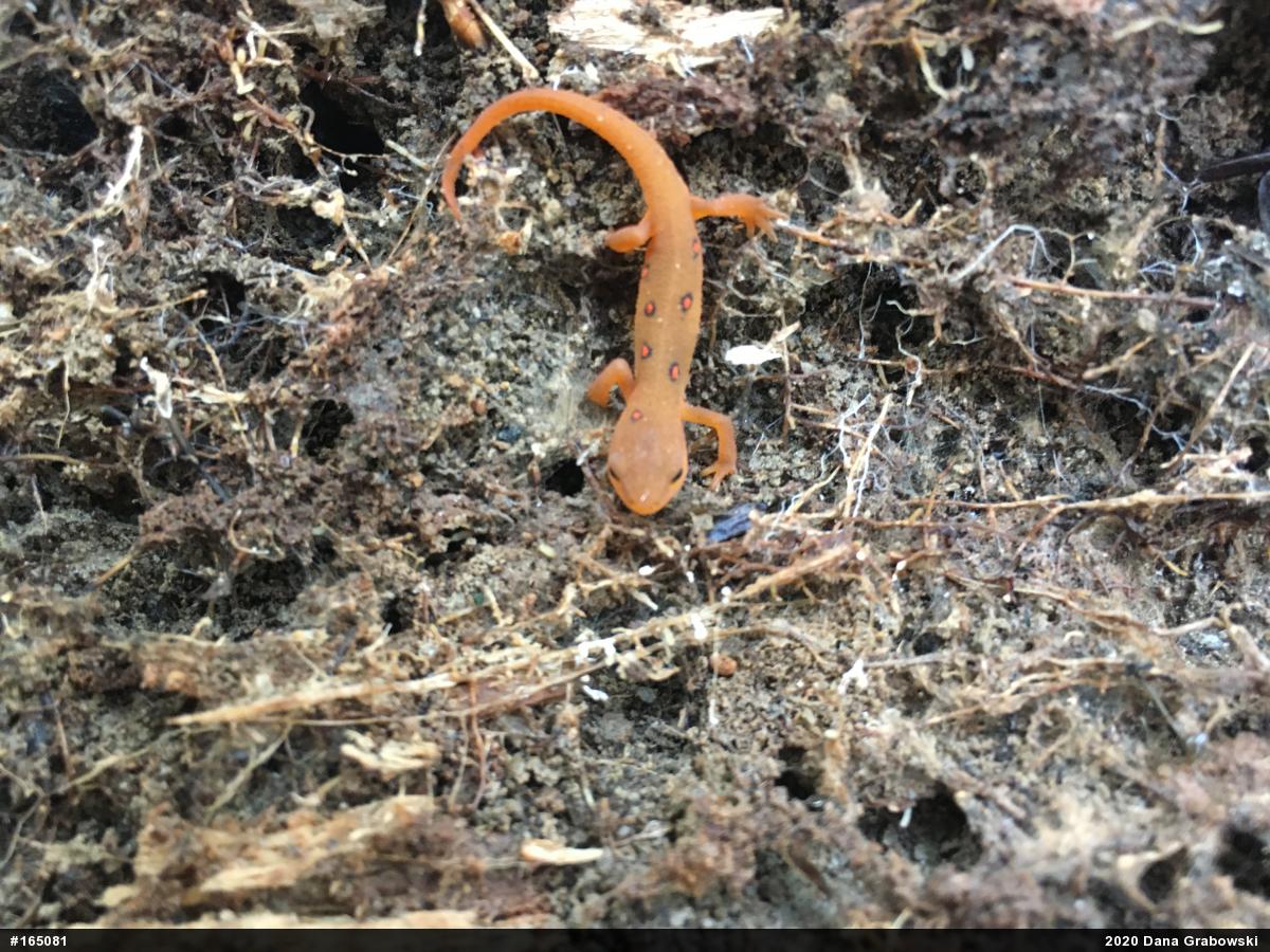 Red-spotted Newt