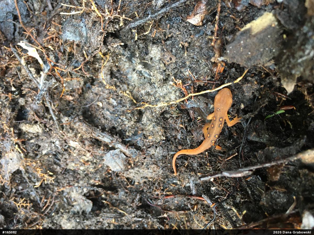 Red-spotted Newt