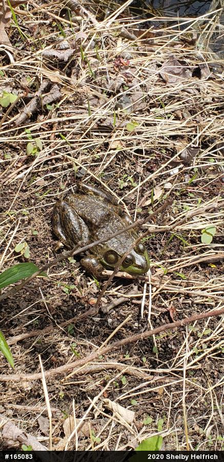 American Bullfrog