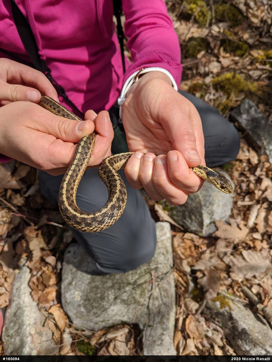 Eastern Gartersnake