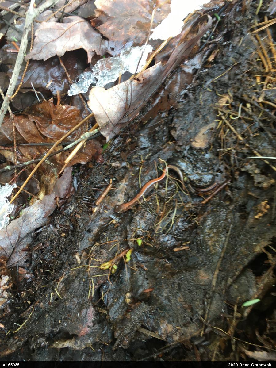 Eastern Red-backed  Salamander