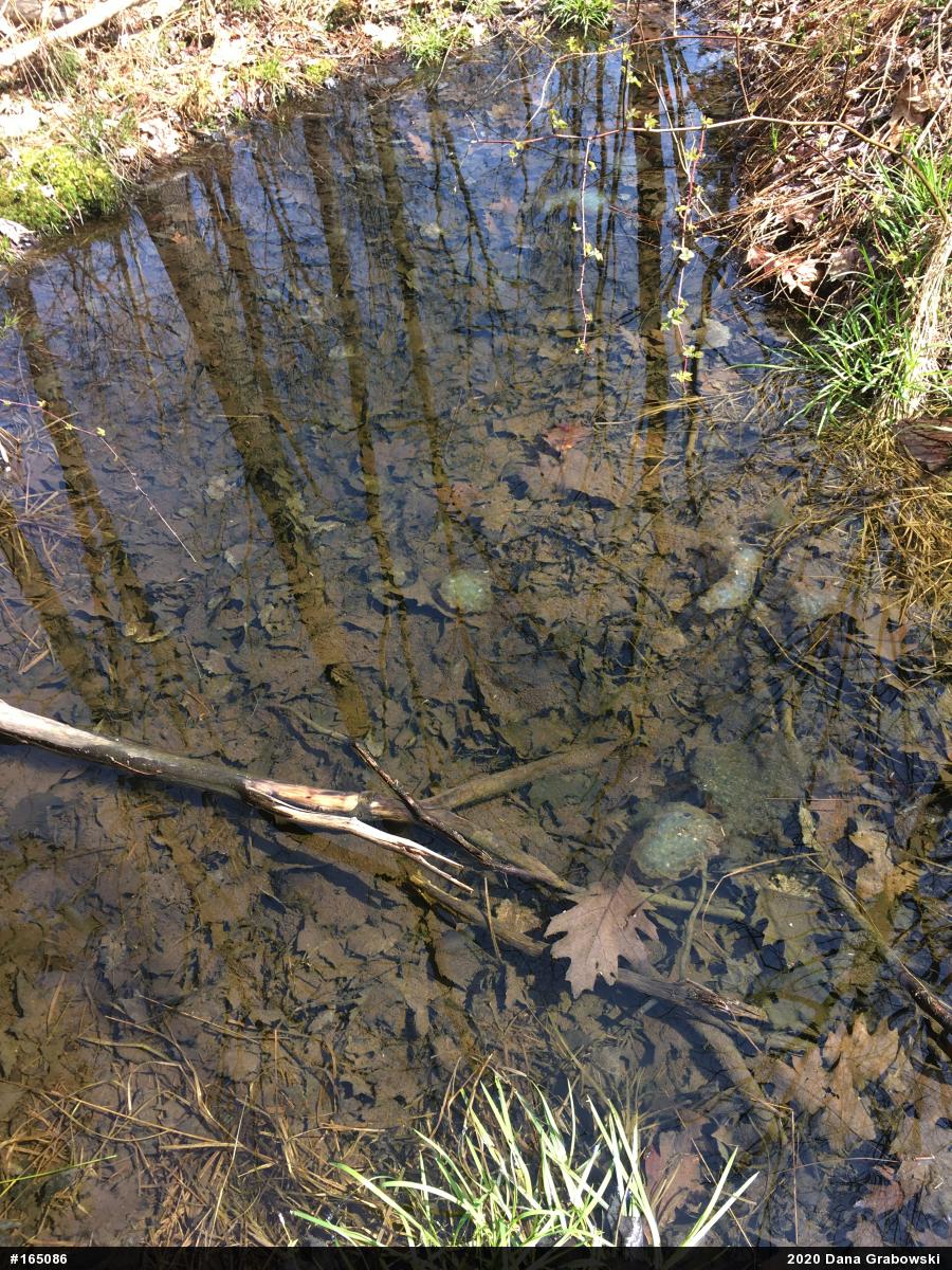 Spotted Salamander