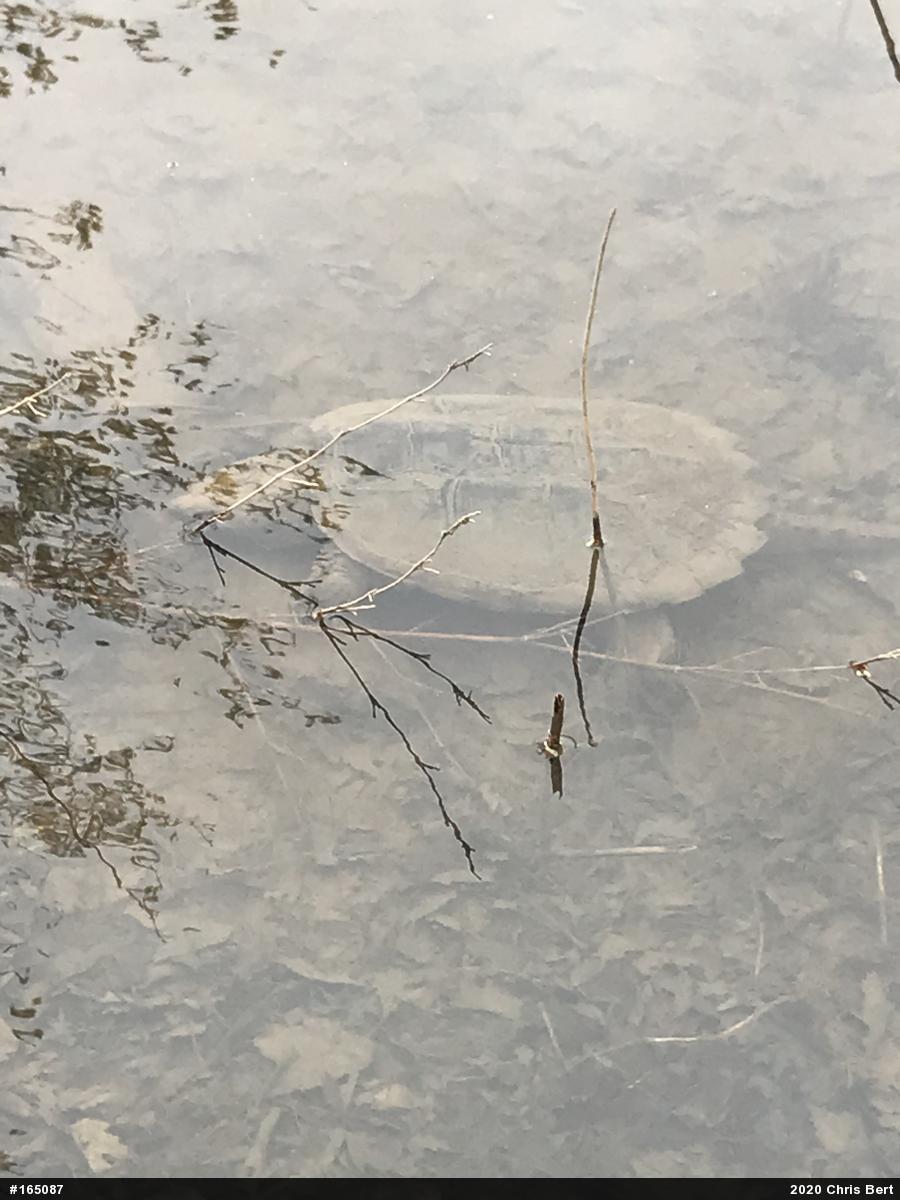 Snapping Turtle