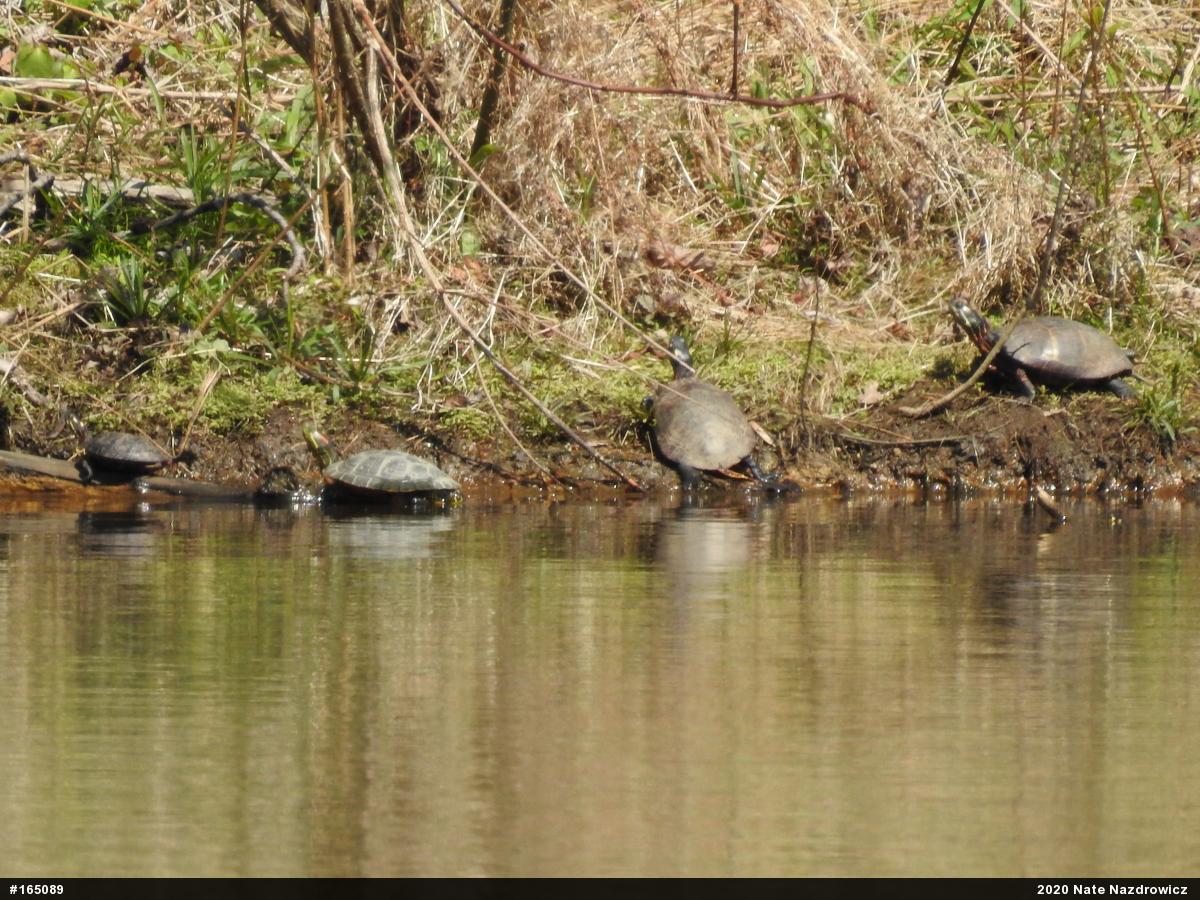 Red-eared Slider