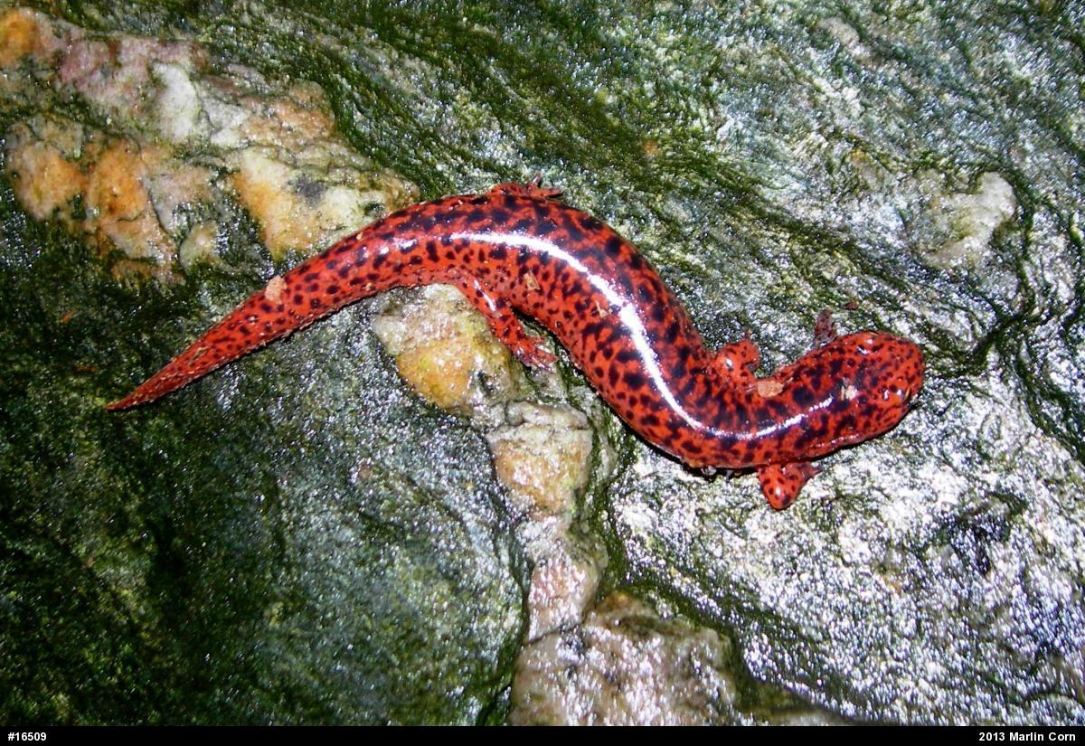 Northern Red Salamander