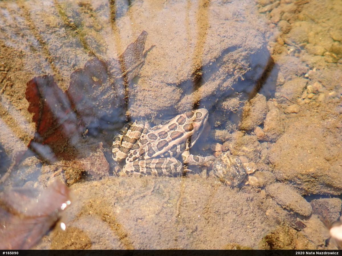 Pickerel Frog