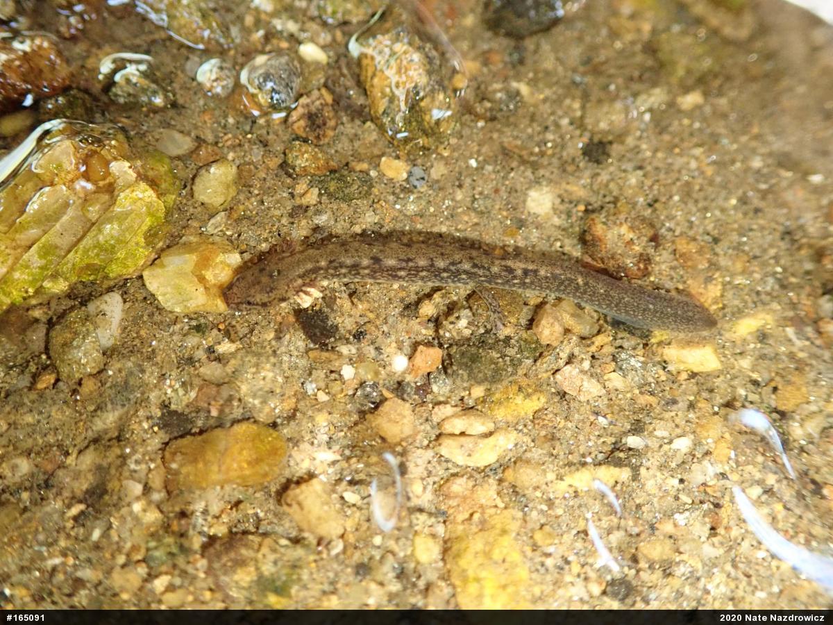 Northern Two-lined Salamander