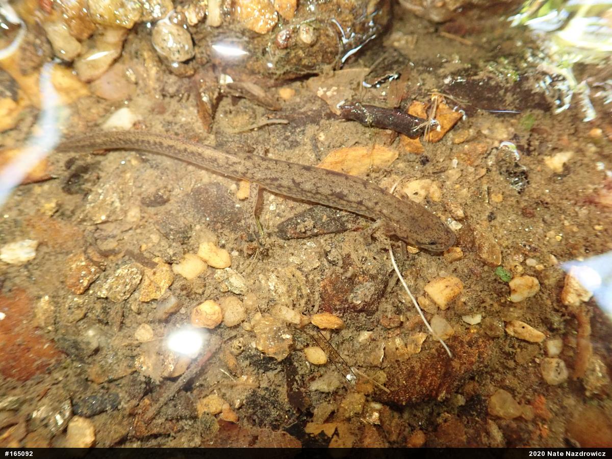 Northern Two-lined Salamander