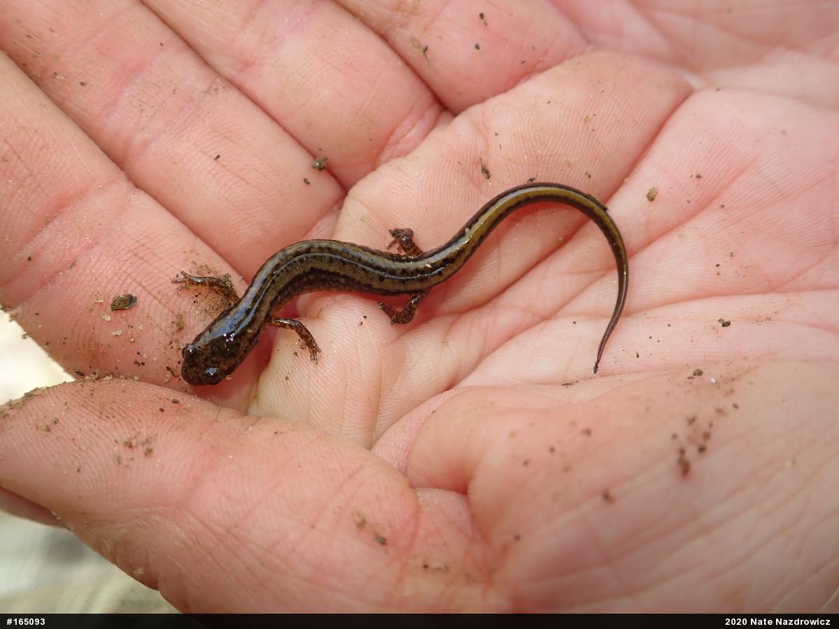 Northern Two-lined Salamander