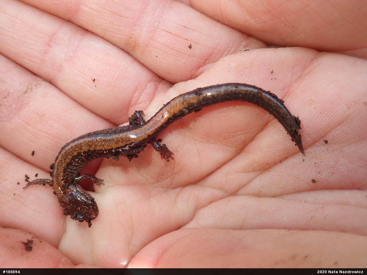 Eastern Red-backed  Salamander