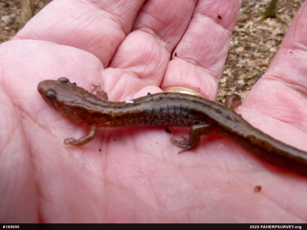 Allegheny Mountain Dusky Salamander