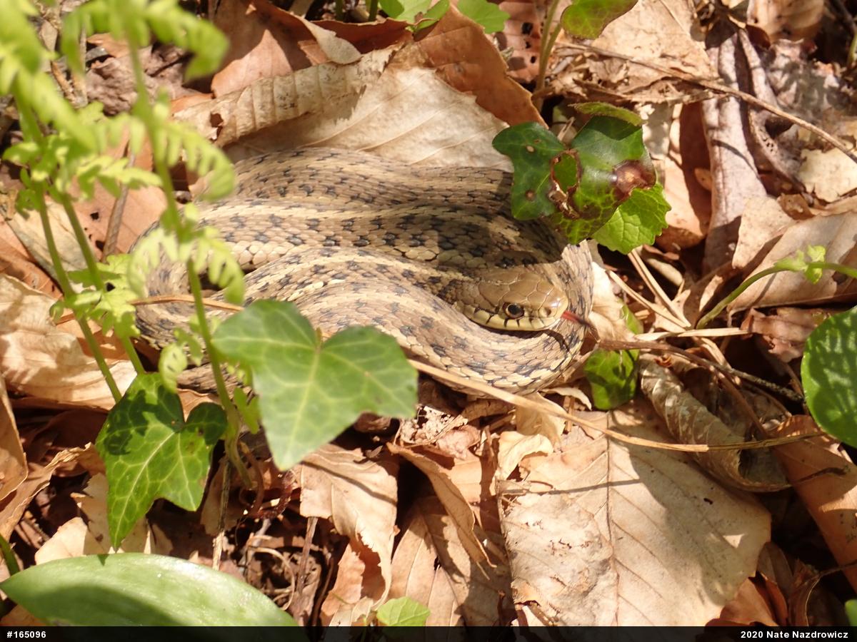 Eastern Gartersnake