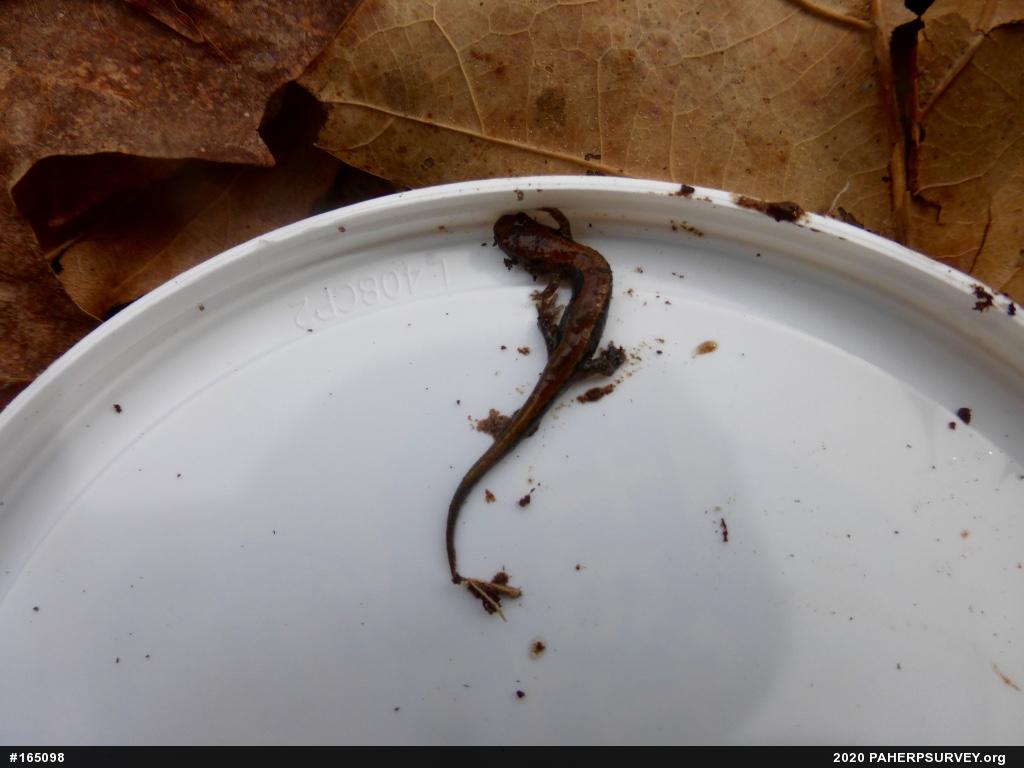 Allegheny Mountain Dusky Salamander