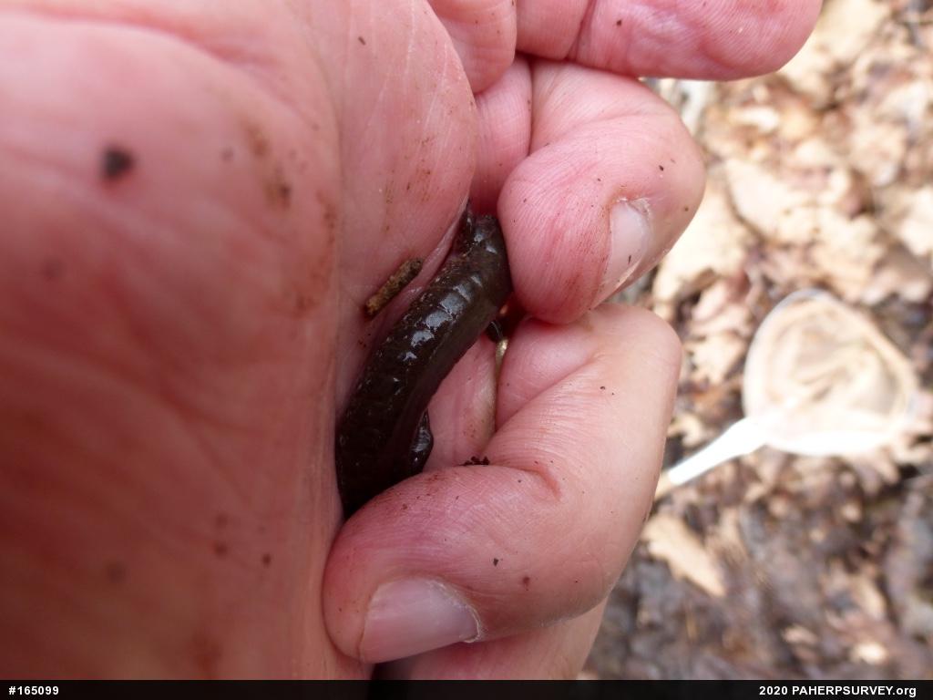 Northern Dusky Salamander