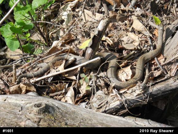 Northern Watersnake