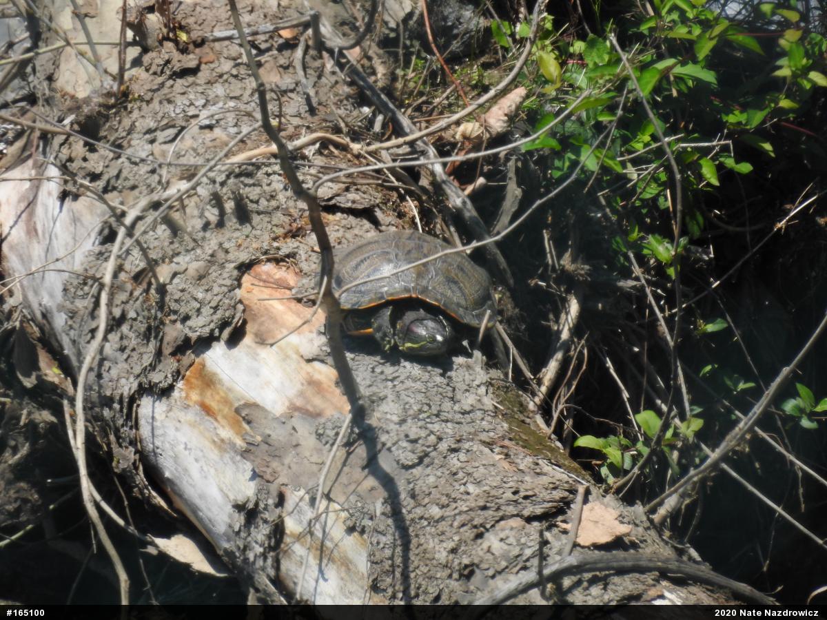 Red-eared Slider