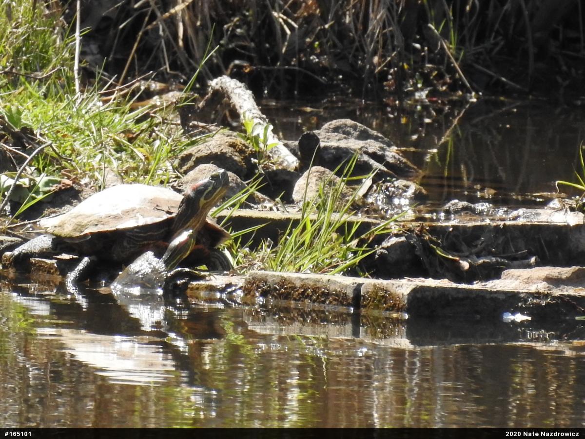 Red-eared Slider
