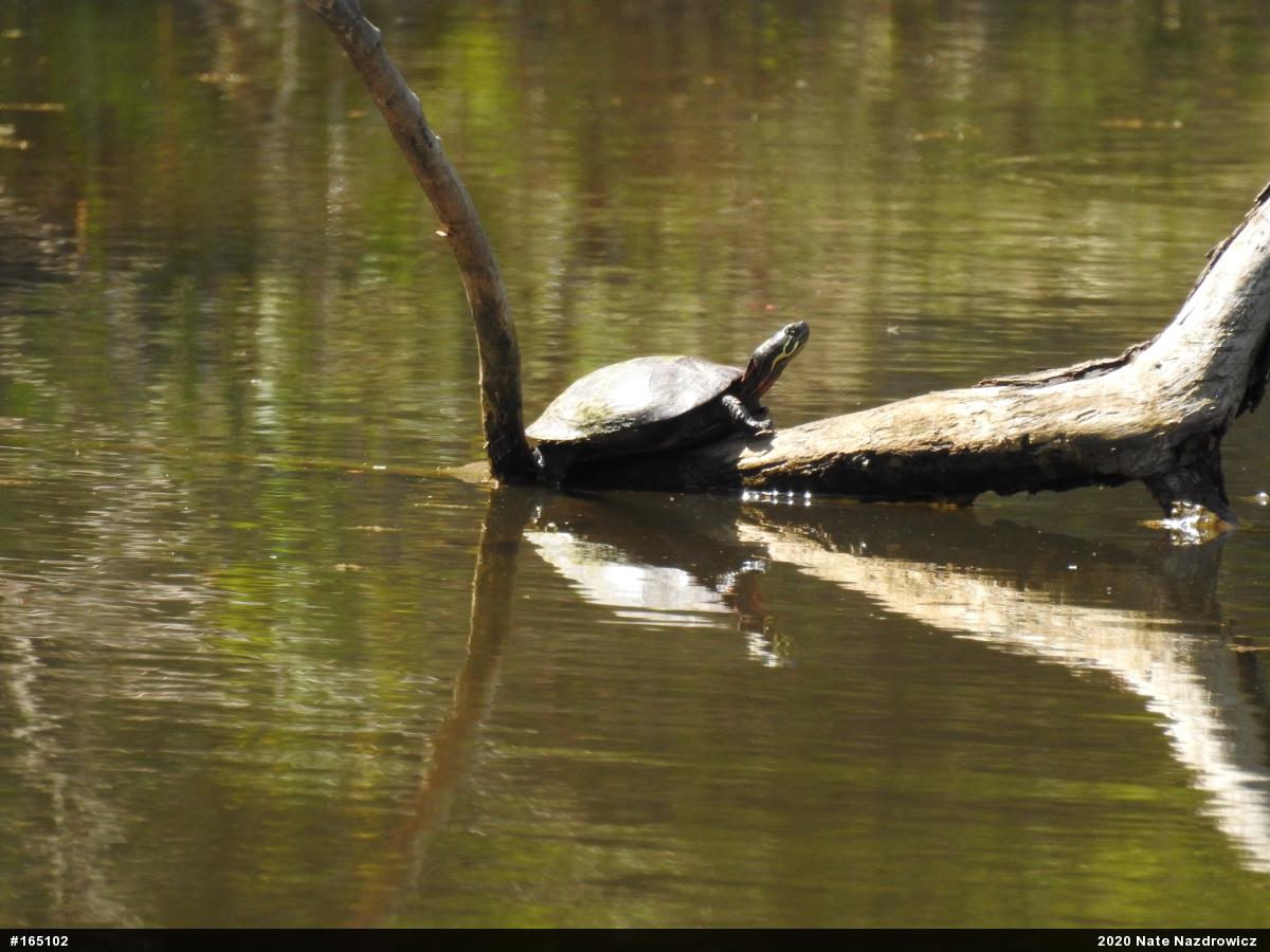 Painted Turtle