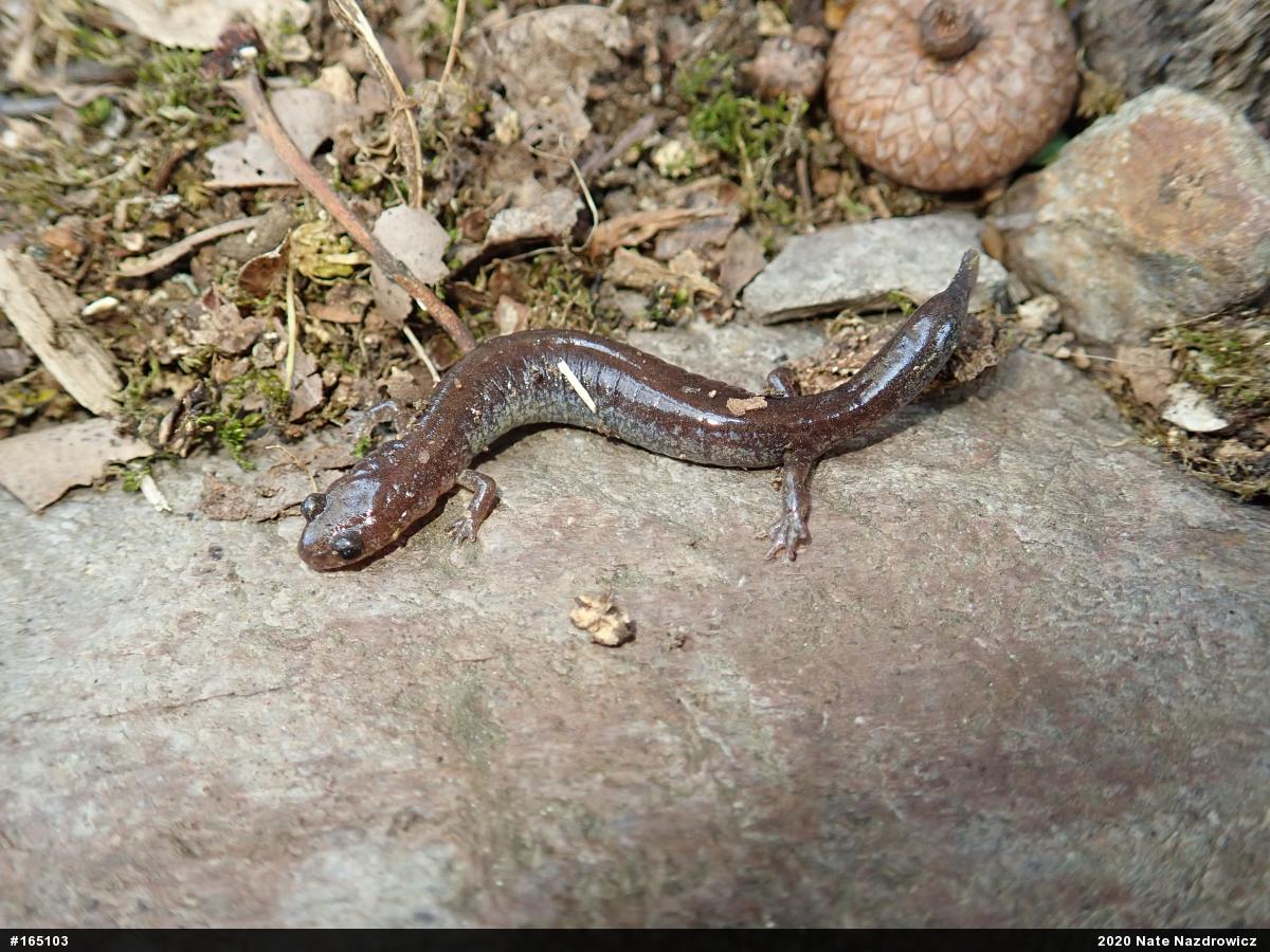 Eastern Red-backed  Salamander