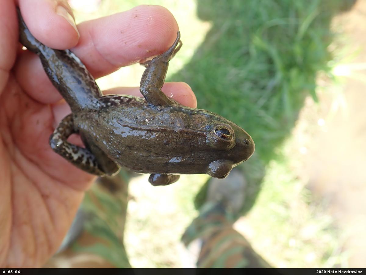 Green Frog