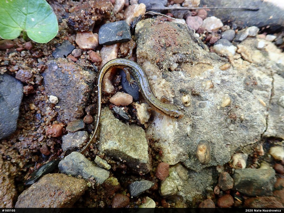 Northern Two-lined Salamander