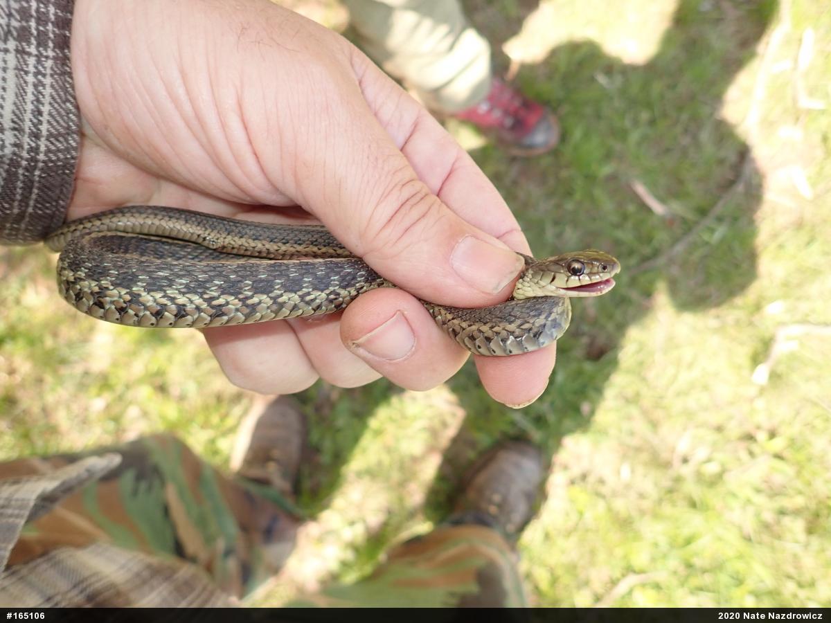 Eastern Gartersnake