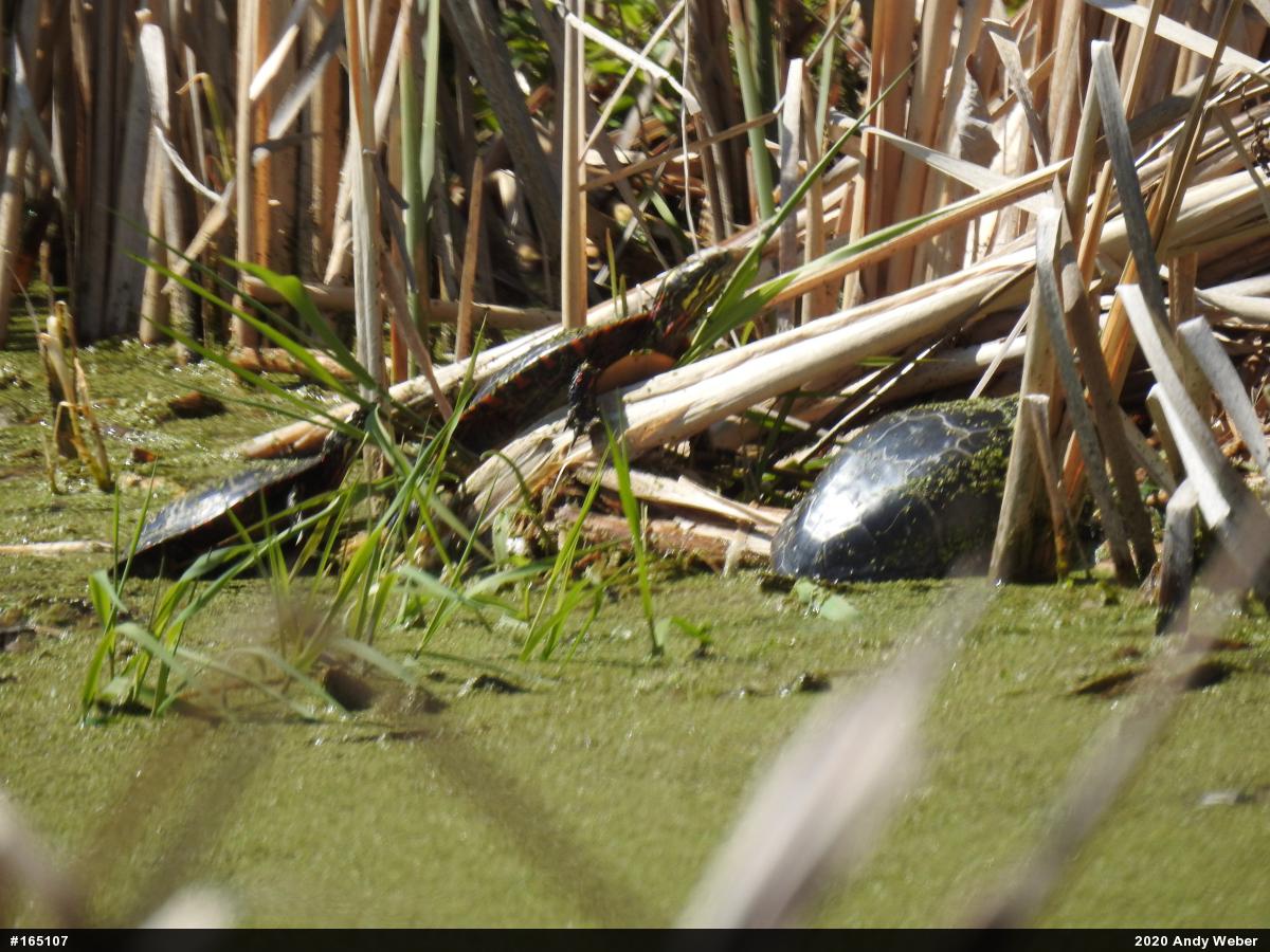 Painted Turtle