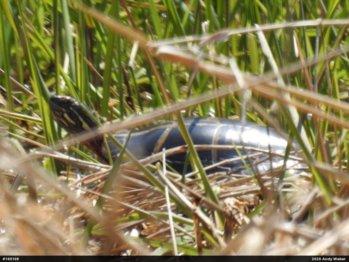 Painted Turtle