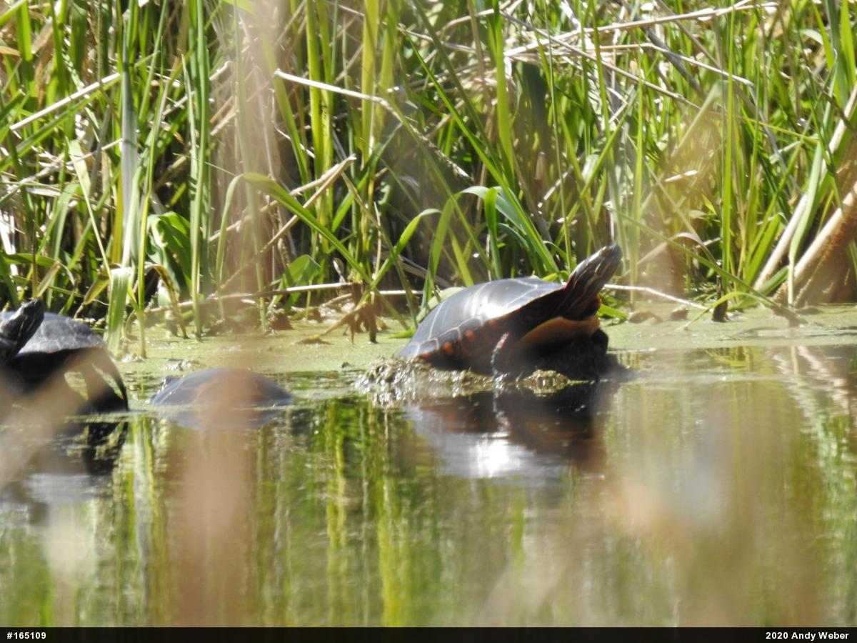Painted Turtle