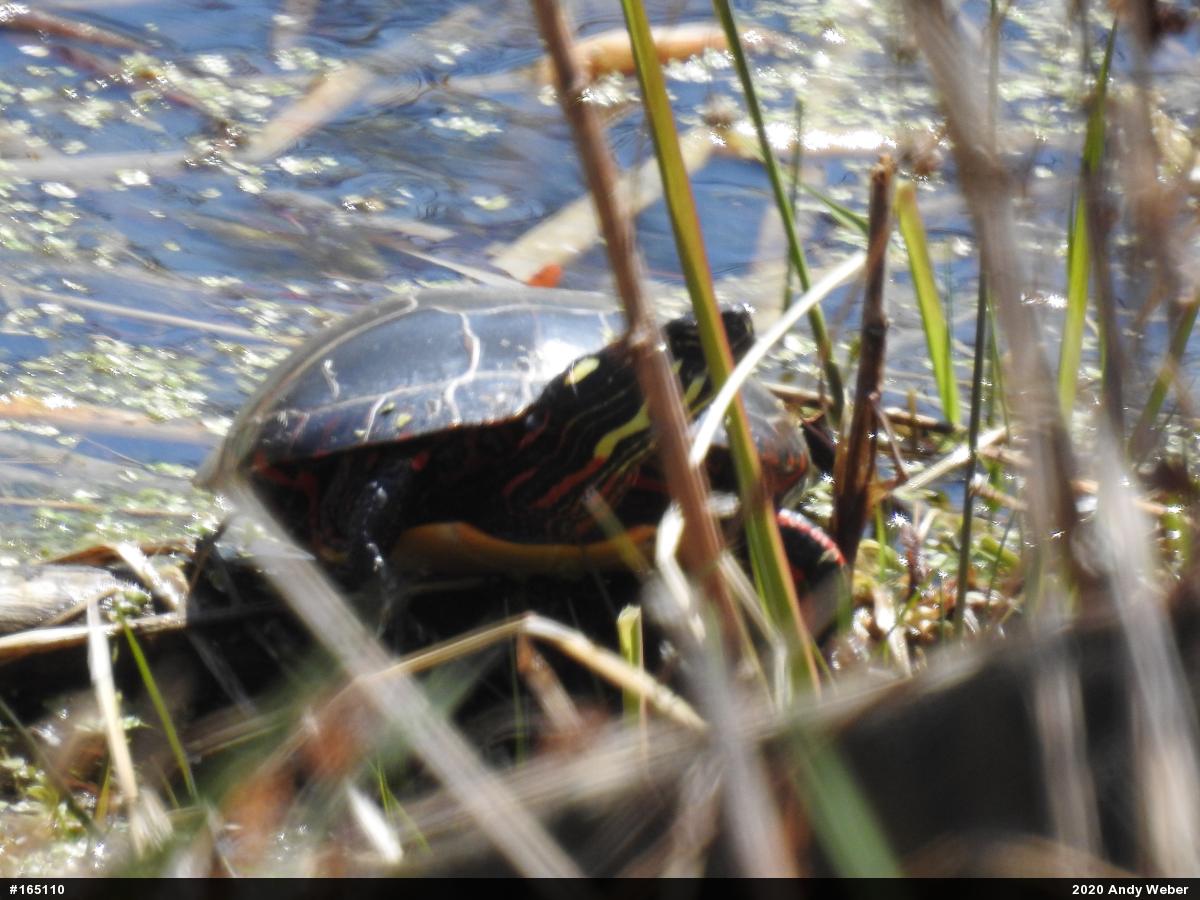 Painted Turtle