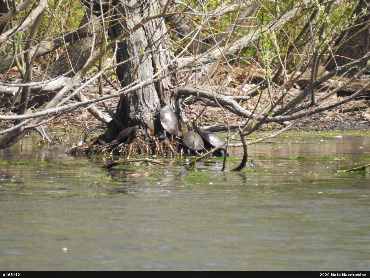 Painted Turtle