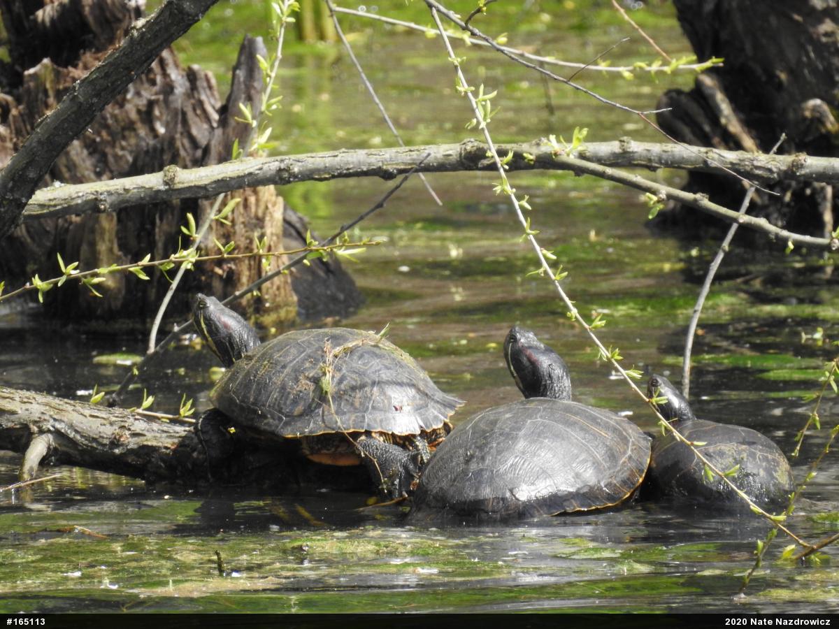 Red-eared Slider