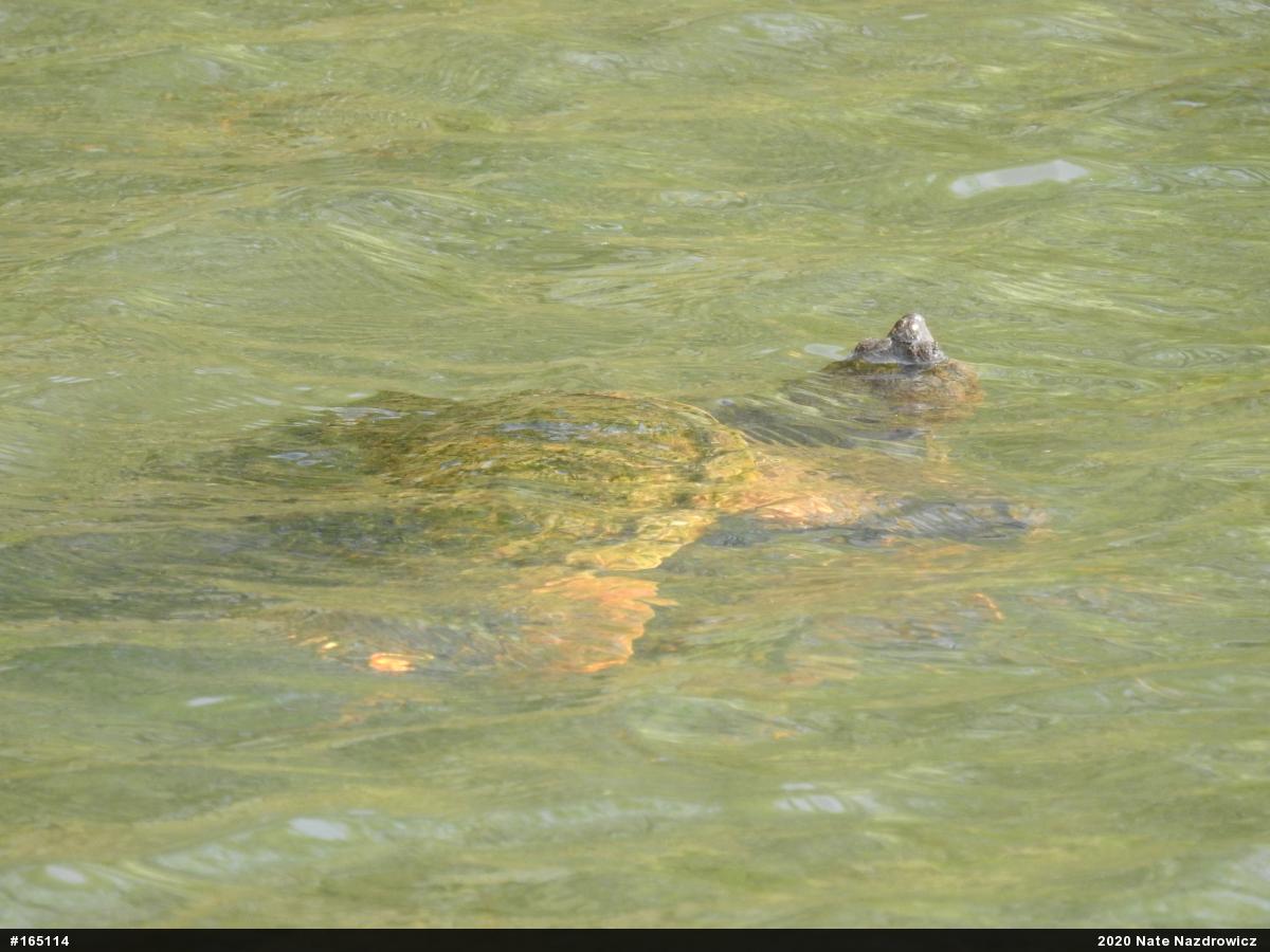 Snapping Turtle