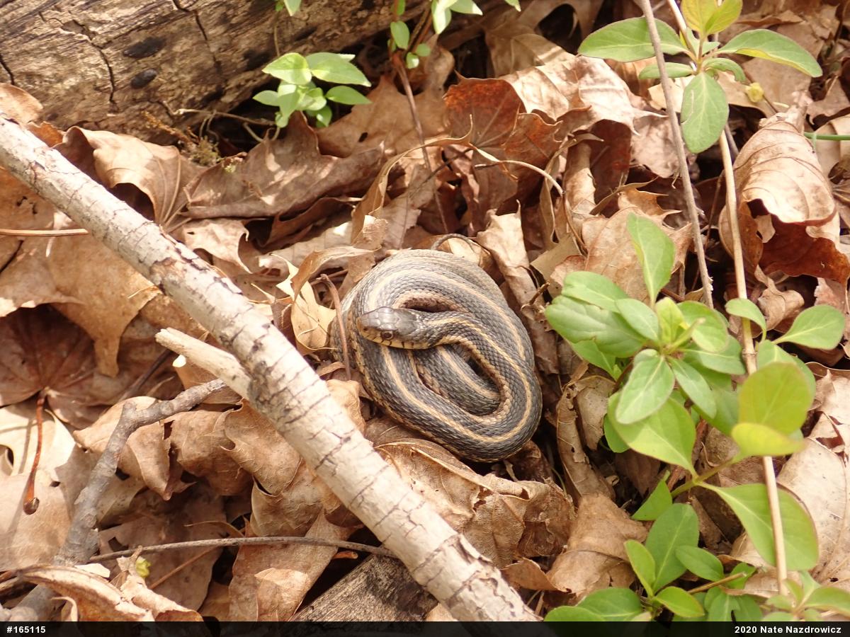 Eastern Gartersnake