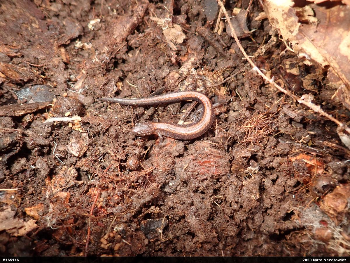 Eastern Red-backed  Salamander