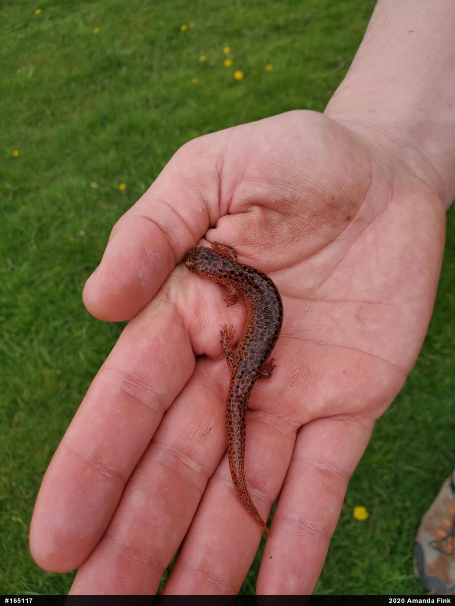 Northern Red Salamander