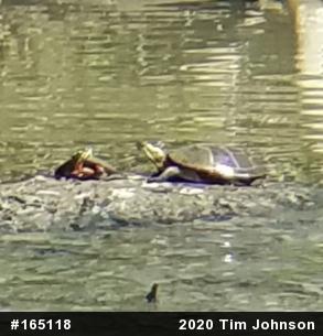 Eastern Painted Turtle