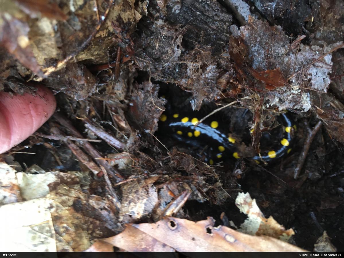 Spotted Salamander