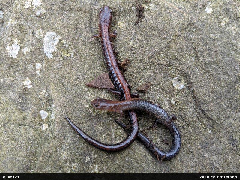 Eastern Red-backed  Salamander