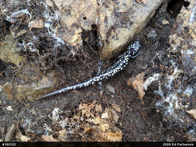 Northern Slimy Salamander