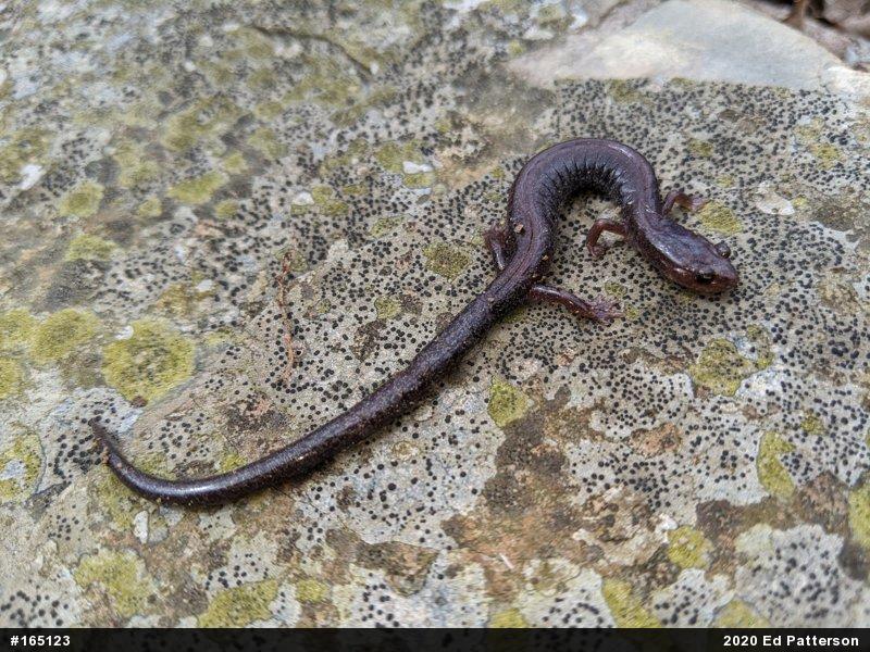 Valley And Ridge Salamander