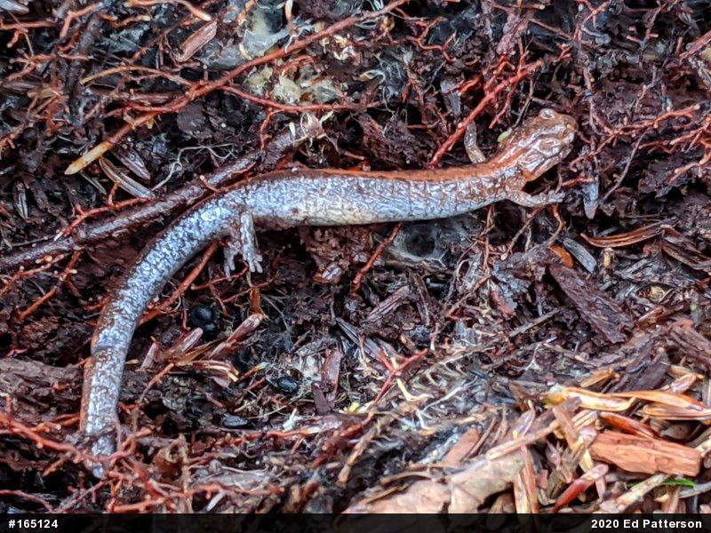 Eastern Red-backed  Salamander