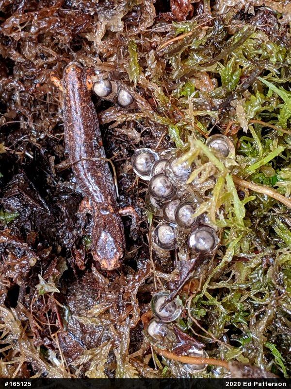 Four-toed Salamander