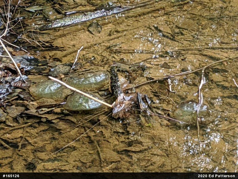Spotted Salamander